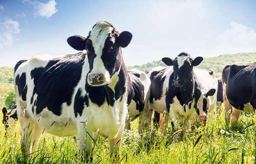 Livestock Insurance
